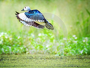 Cotton pygmy goose flying, Bird flying in nature