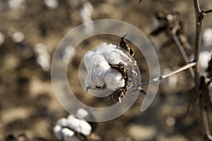 Cotton ready for harvest