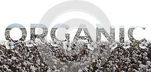 Cotton Ready for Harvest with word ORGANIC