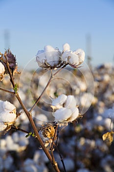 Cotton ready for picking