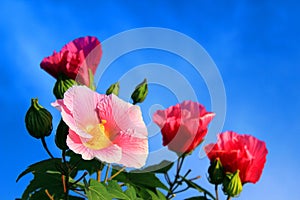 Cotton rose blooming flowers