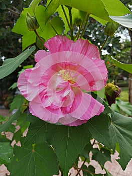 Cotton rose, Cotton rose hibiscus, Confederate rose, Confederate rose mallow, Dixie rosemallow, Changeable Rose, Changeable rose