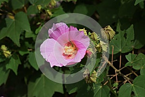 Cotton rosemallow flowers.