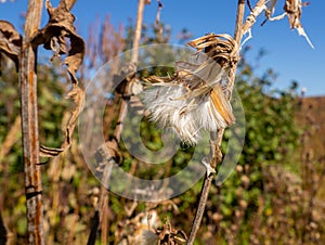 cotton seedpod in autumn close up