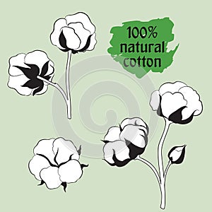 Cotton set. Natural material sign. Drawing Flower cotton.