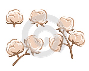 Cotton set. Vector