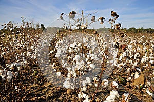 Cotton Shrubs photo