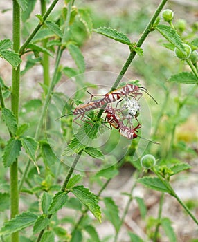 Cotton Stainer beetles