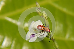 Cotton Stainer Nymph Or Dysdercus Suturellus