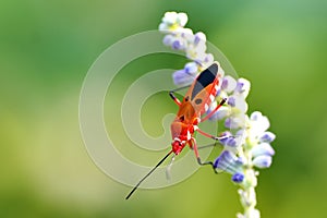 Cotton stainer