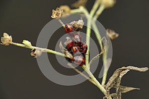 Cotton stainers bug, Pyrrhocoris apterus, Satara, Maharashtra
