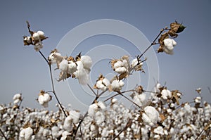 Cotton stem