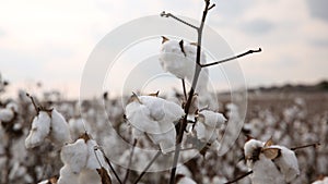 Cotton