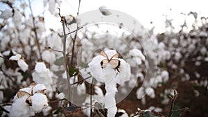 Cotton