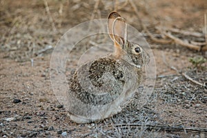 Cotton tail rabbit