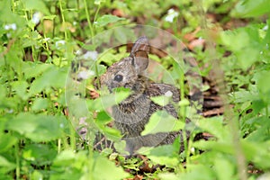 Cotton-tail Rabbit