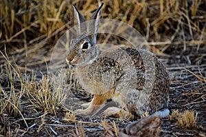 Cotton tail rabbit out for dinner the new mexico desert