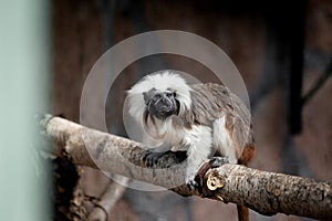 Cotton tamarin (Saguinus oedipus) sits on a tree branch