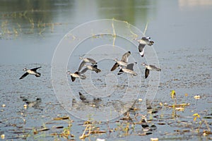 Cotton Teals or Cotton Pygmy geese photo