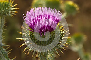 Cotton Thistle in Bloom
