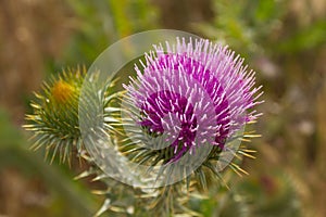 Cotton Thistle in Bloom