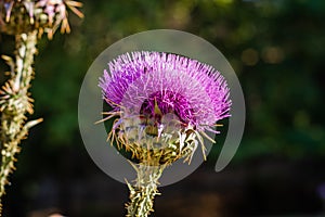 Cotton Thistle Onopordum acanthium view. Green background