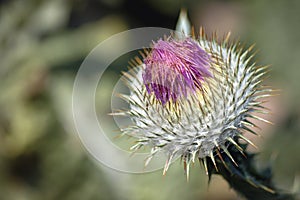 Cotton thistle plant