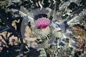 Cotton thistle plant