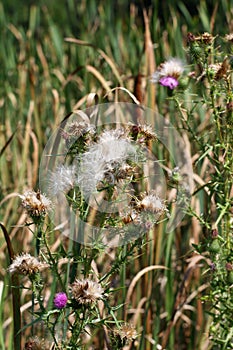 Cotton thistle or Scotch thistle in nature  Onopordum acanthium