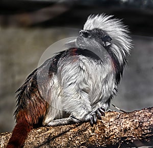 Cotton-top tamarin 10