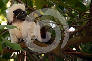 Cotton-top tamarin