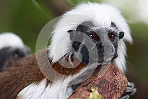 Cotton-top Tamarin photo