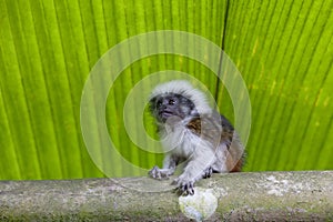 Cotton-top tamarin