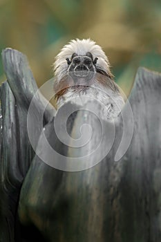 Cotton-top tamarin