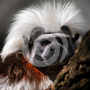 Cotton-top tamarin