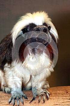 Cotton-Top Tamarin