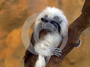 Cotton-top tamarin climbing up a