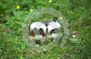 Cotton-top tamarin couple