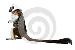 Cotton-top tamarin. Isolated over white
