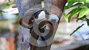 Cotton-top Tamarin Monkey