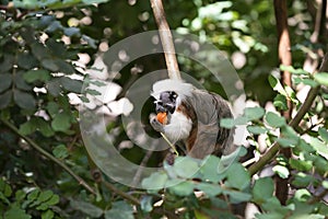 Cotton-top Tamarin Monkey