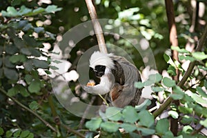 Cotton-top Tamarin Monkey