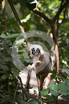 Cotton-top Tamarin Monkey