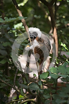 Cotton-top Tamarin Monkey