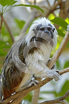 Cotton-top tamarin monkey
