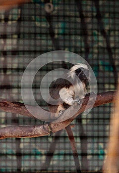 Cotton-top tamarin monkey called Saguinus oedipus