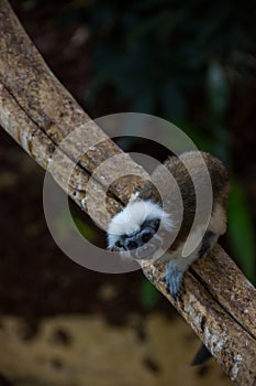 Cotton-top Tamarin monkey photo