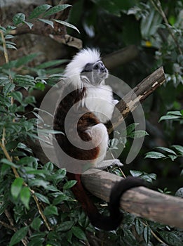 Cotton Top Tamarin Monkey (Saguinus Oedipus)
