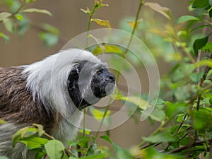 Cotton-top tamarin monkey (Saguinus oedipus) looking aside in the woods