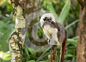 Cotton Top Tamarin Monkey - Saguinus oedipus - sitting on top of a tree branch